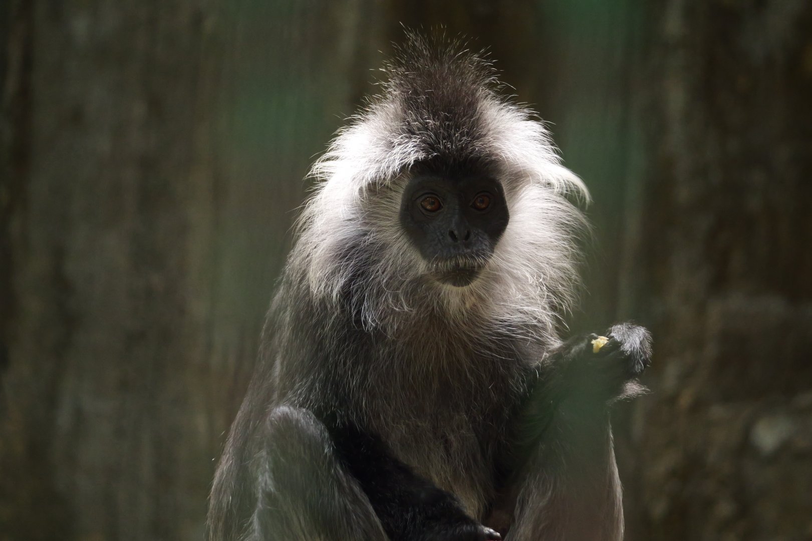Germain's Langur (Trachypithecus germaini)?