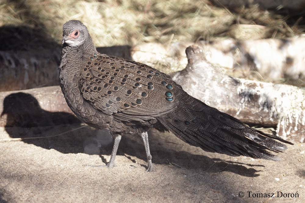 Germain's Peacock-pheasant (Polyplectron germaini) - male