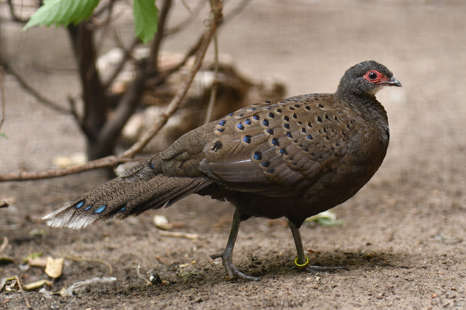 Germain’s peacock-pheasant Polyplectron germaini