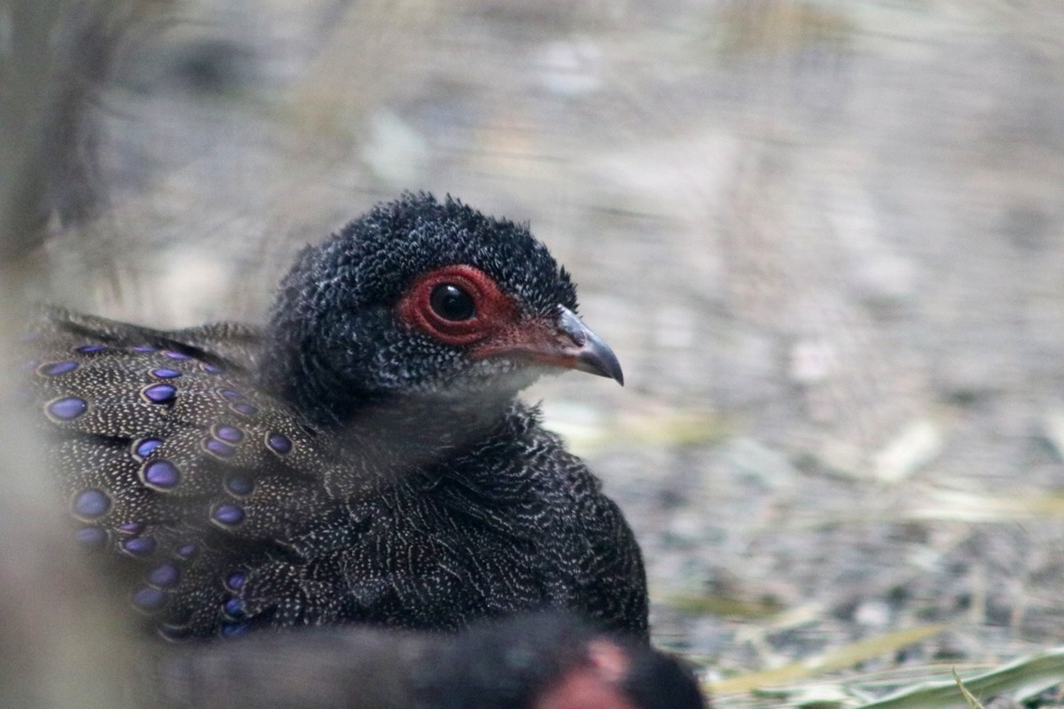 Germain's Peacock-pheasant (Polyplectron germaini)