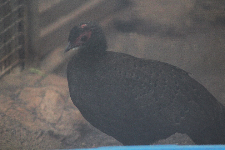 Germain's peacock-pheasant (Polyplectron germaini)