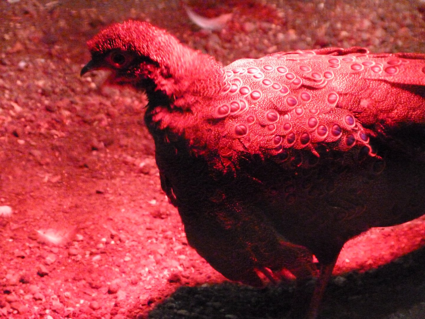 Germain's peacock-pheasant -Zoologischer Garten Berlin (2024)