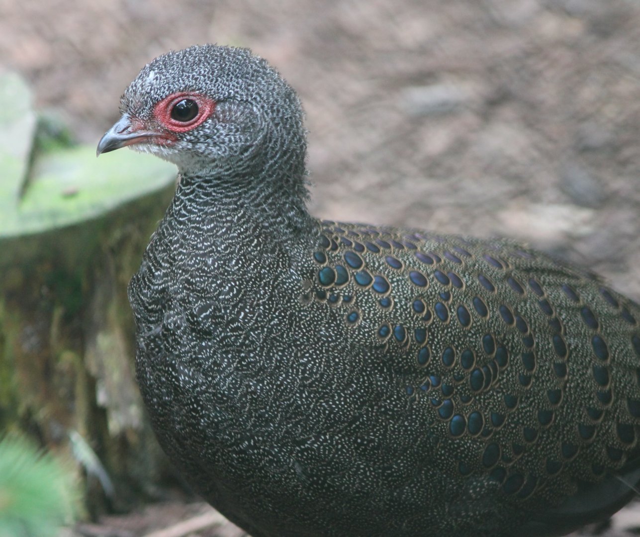 Germain's  peacock-pheasant