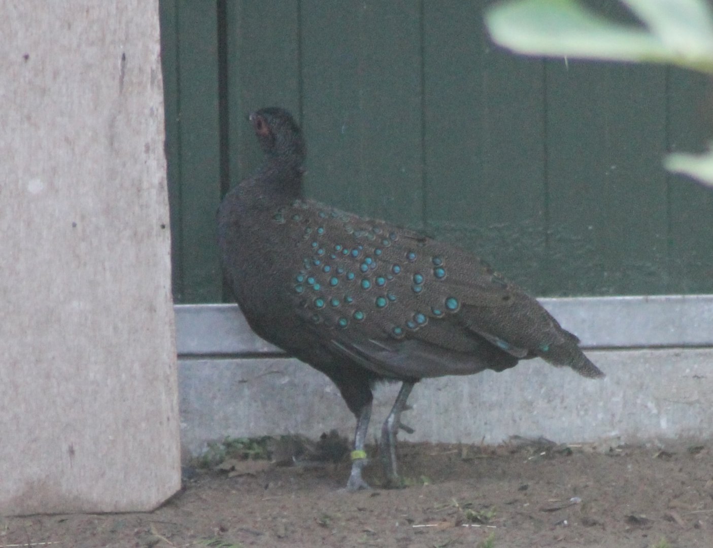 Germain's peacock-pheasant
