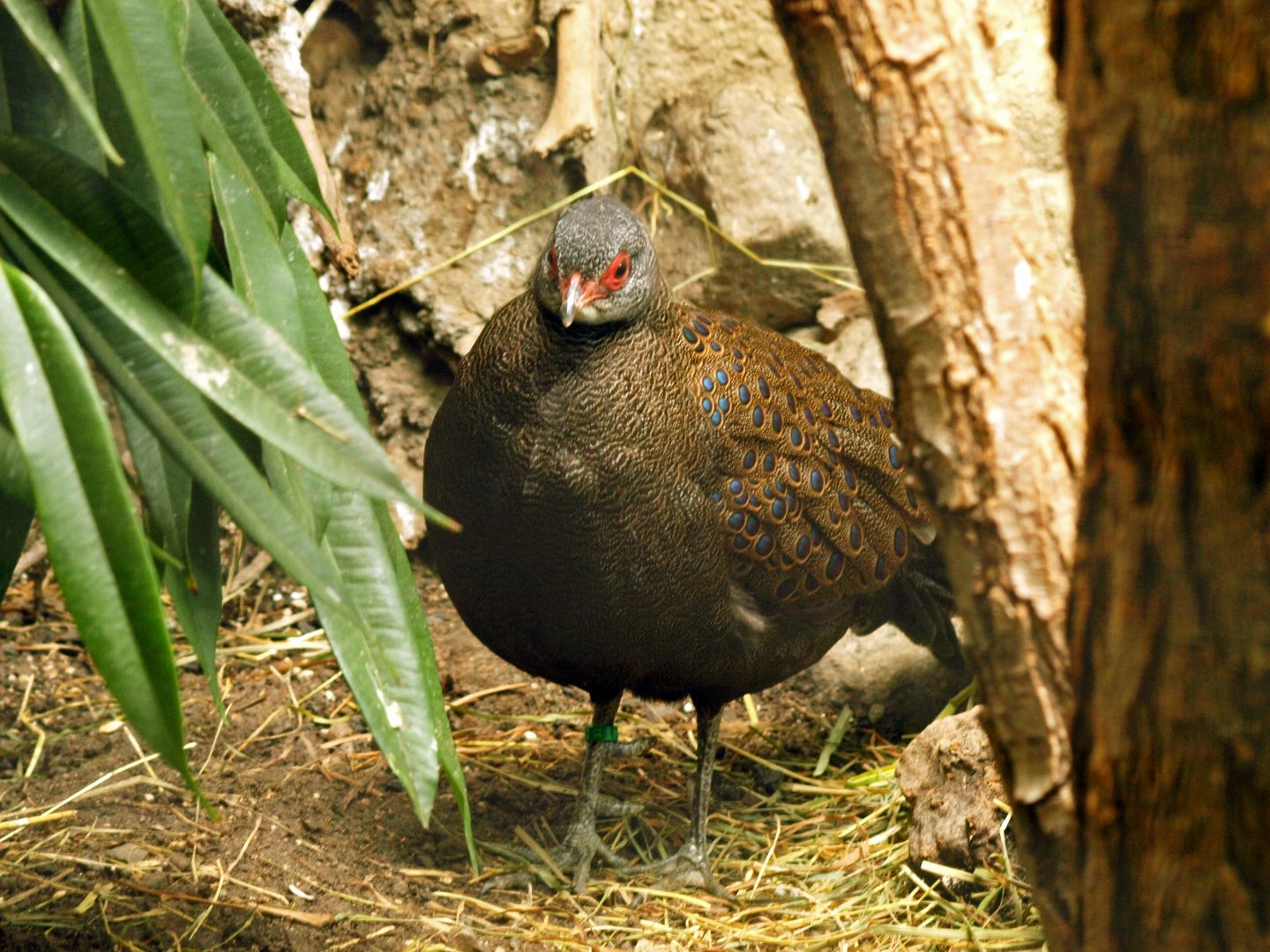 Germain's peacock pheasant