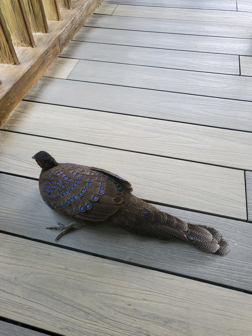 Germain's peacock pheasant