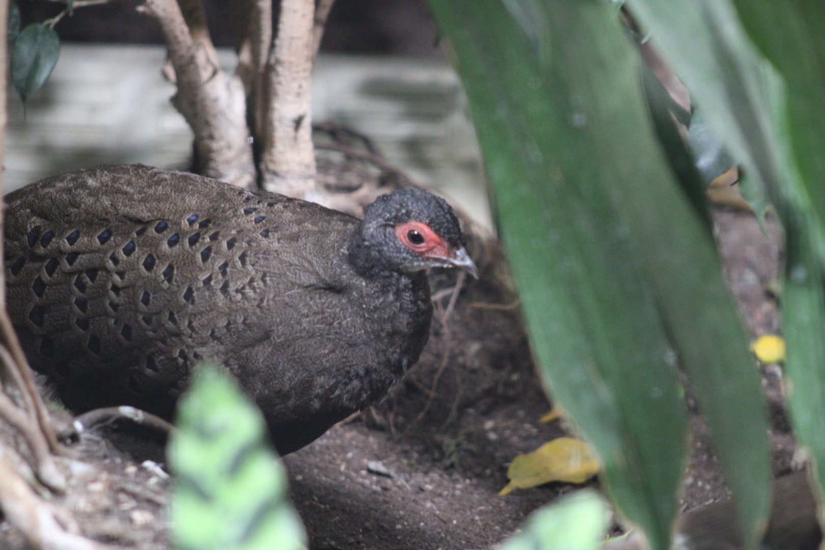 Germain's Peacock-pheasant