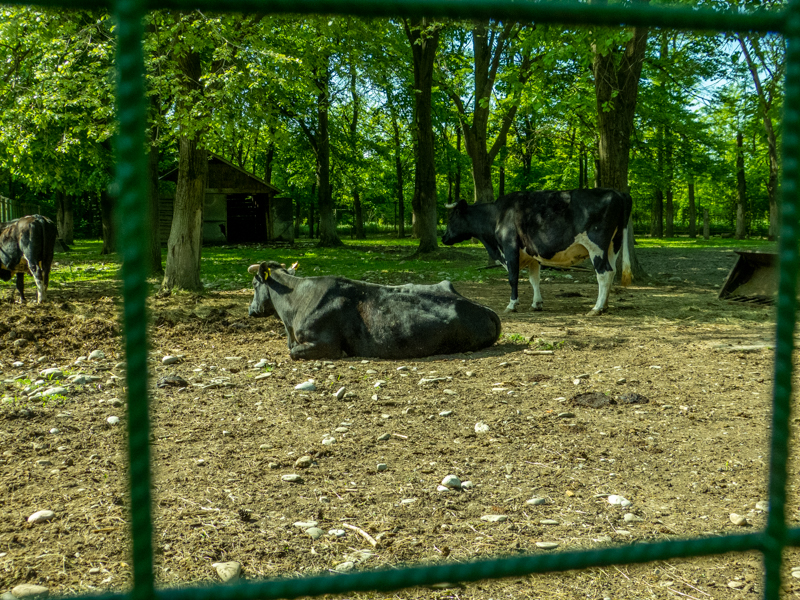 German Black Pied cattle