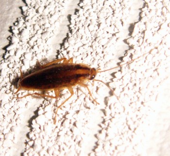 German Cockroach (Blattella germanica)
