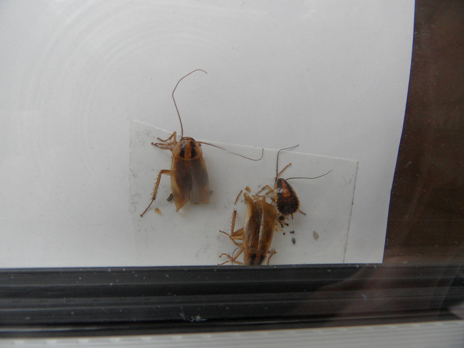 German cockroaches in the elephant house