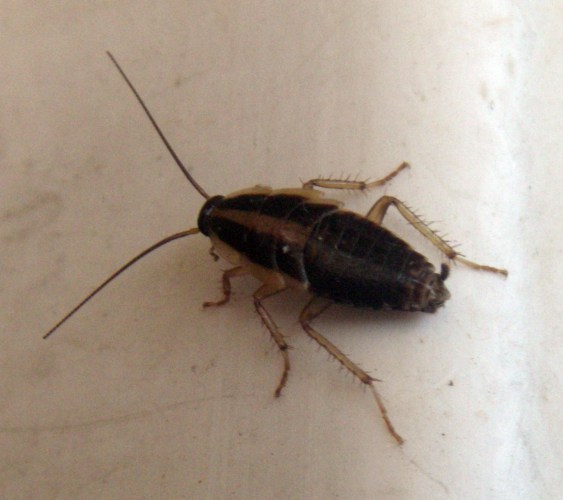 German Cpckroach (Blattella germanica)