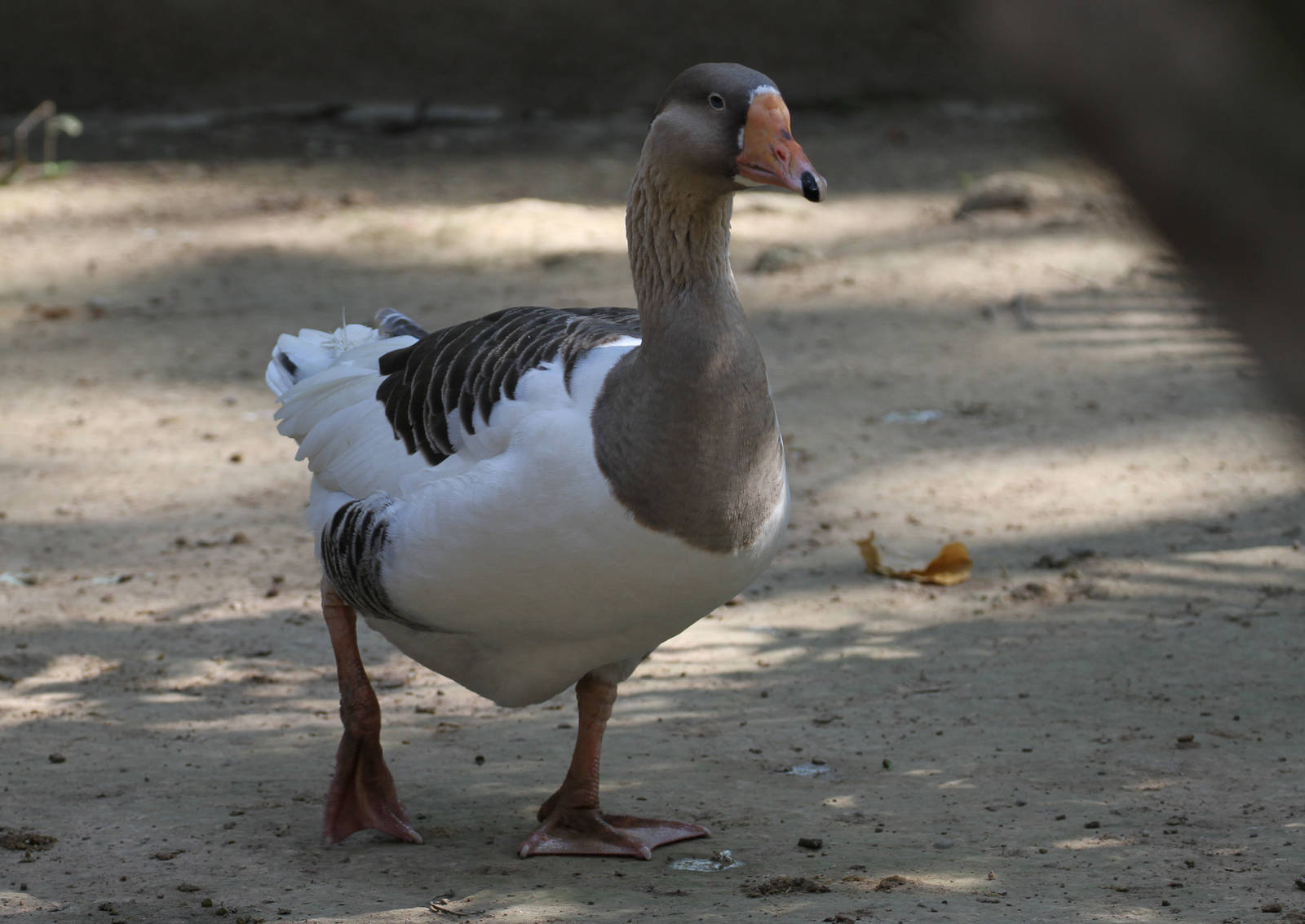 German Goose?