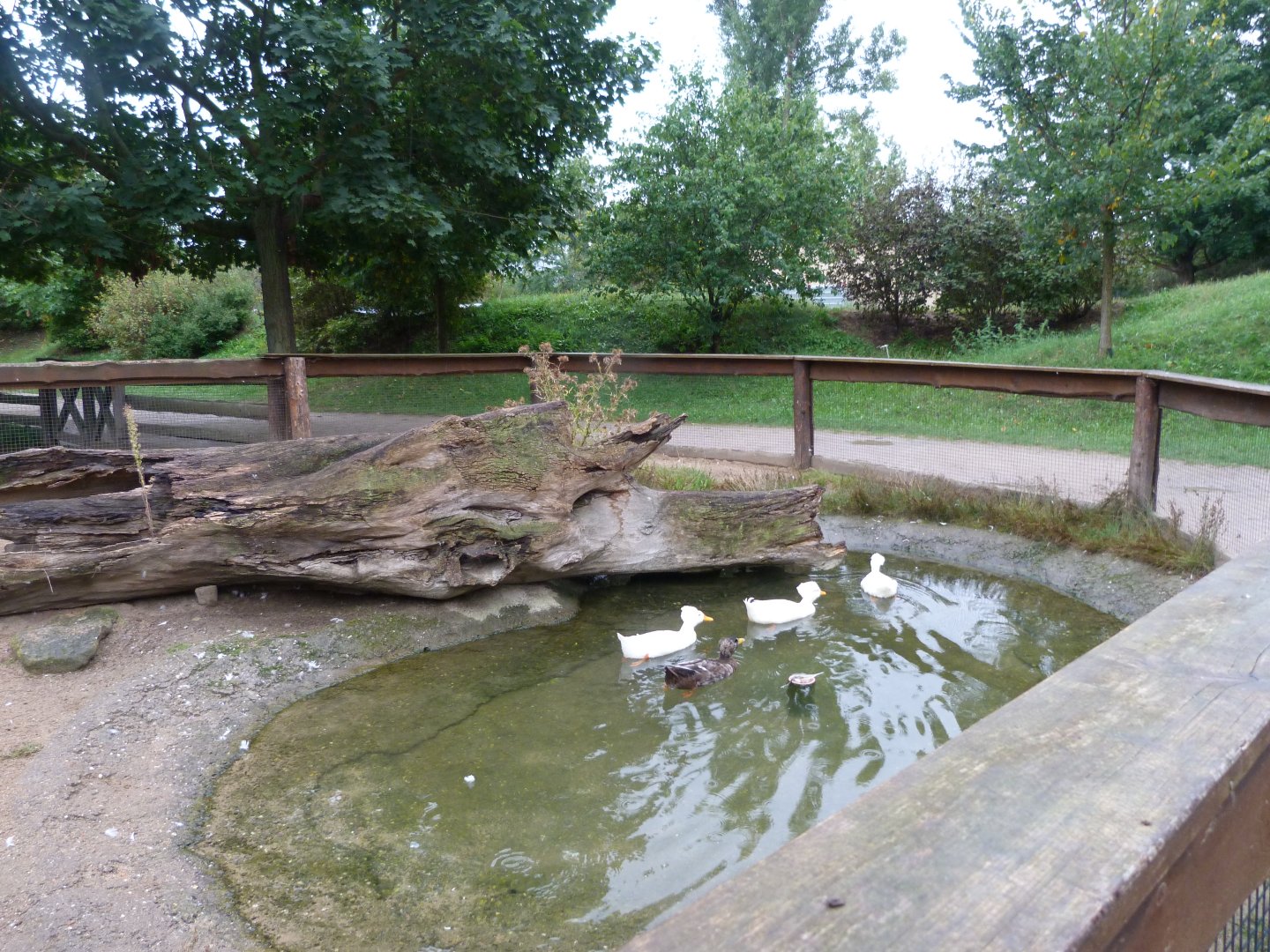 German landrace duck exhibit -Zoo Praha (2025)