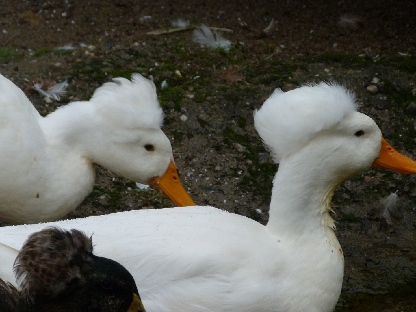 German landrace ducks -Zoo Praha (2025)