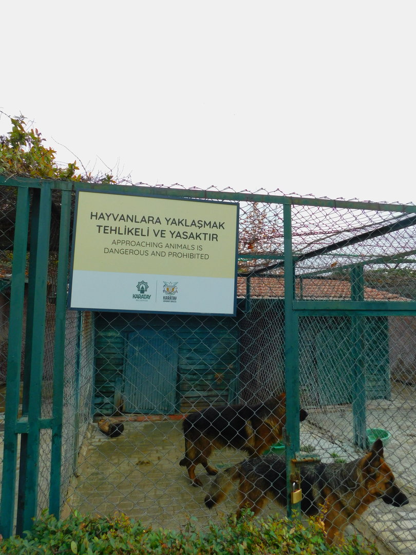 German Shepherds at Karatay Zoo