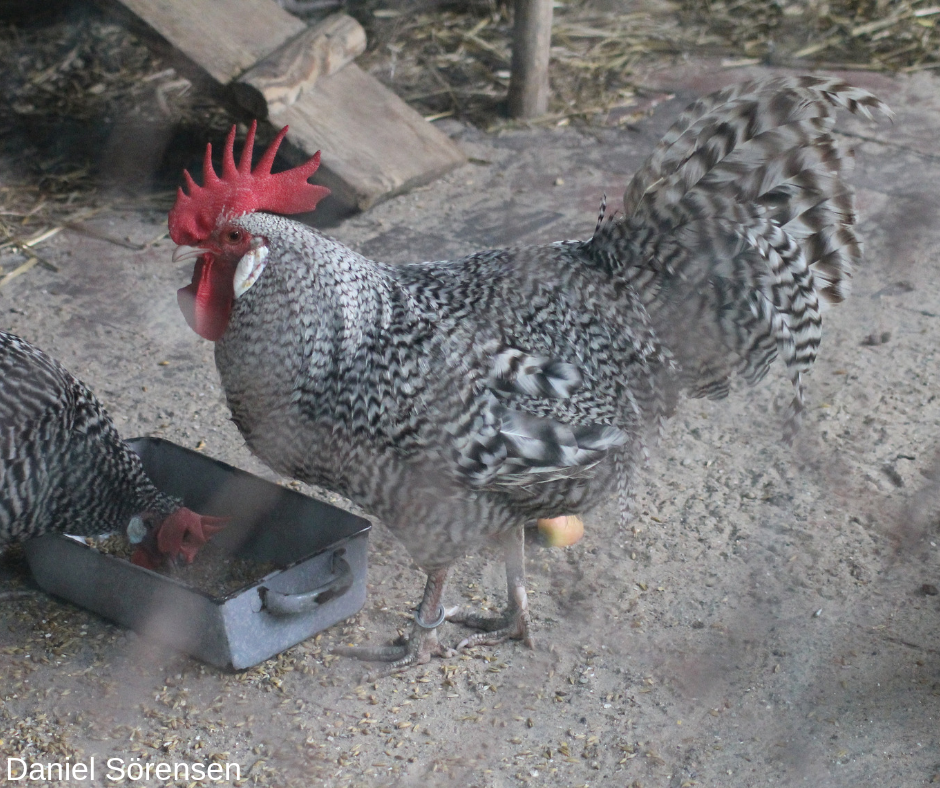 German Sperber chicken