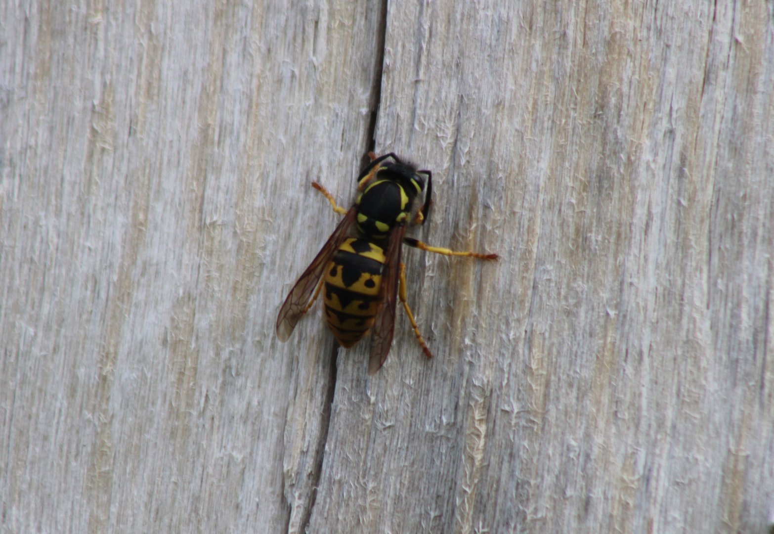 German wasp - Vespula germanica