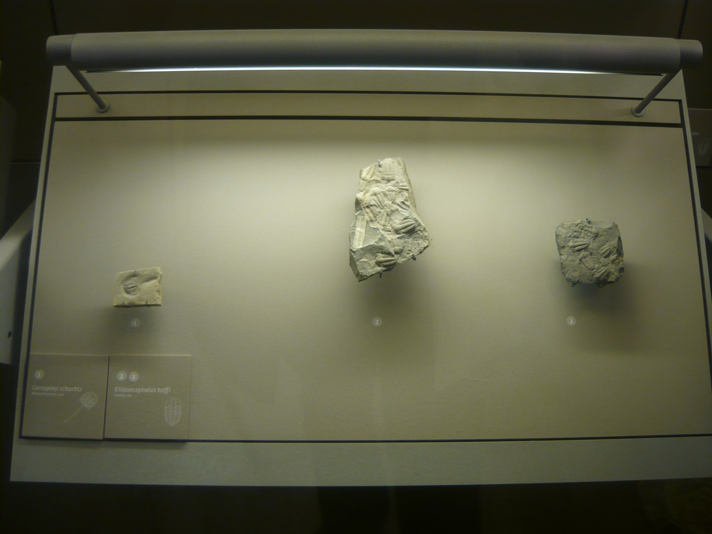 Gerospina schachti and Ellipsocephalus hoffi