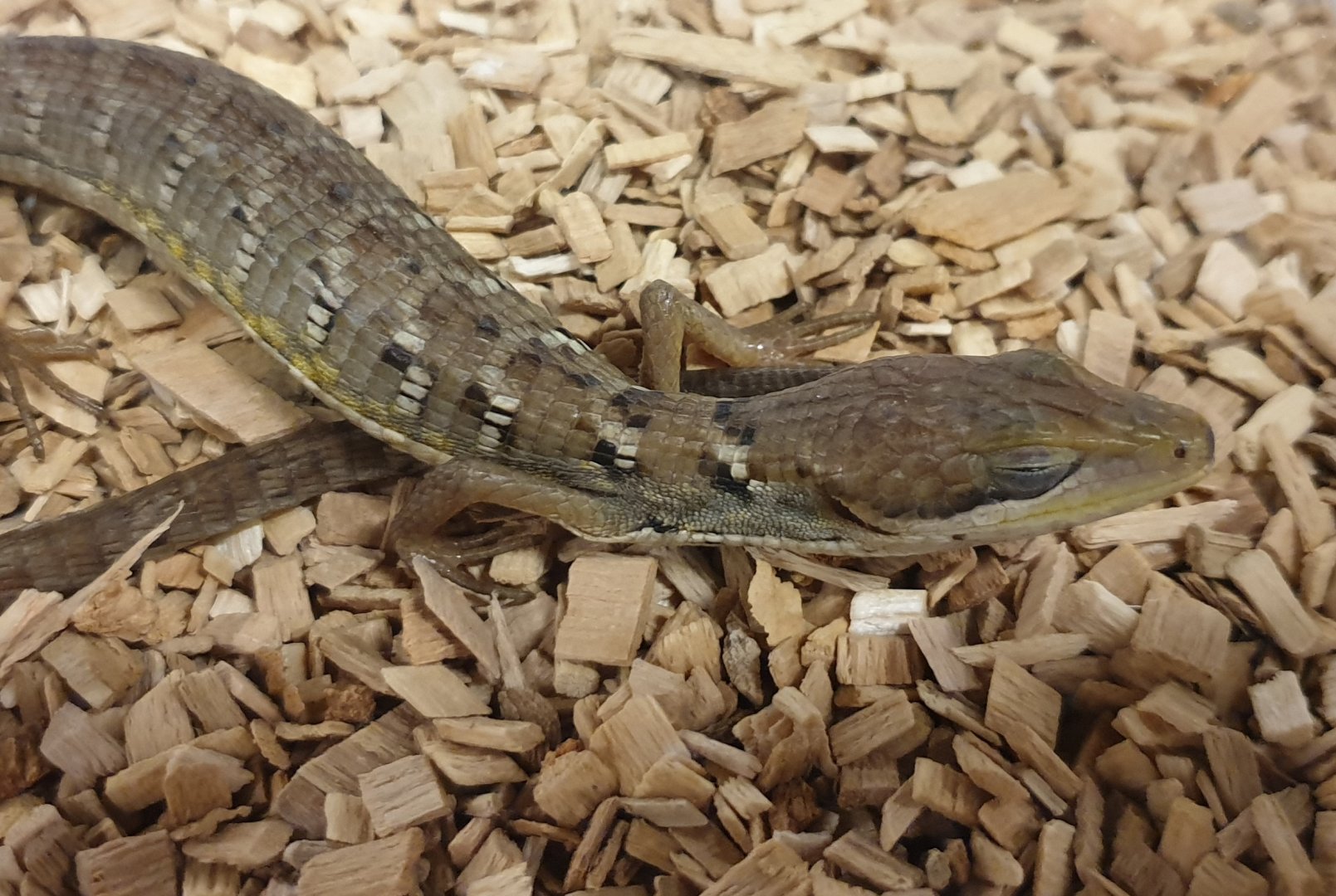 Gerrhonotus liocephalus