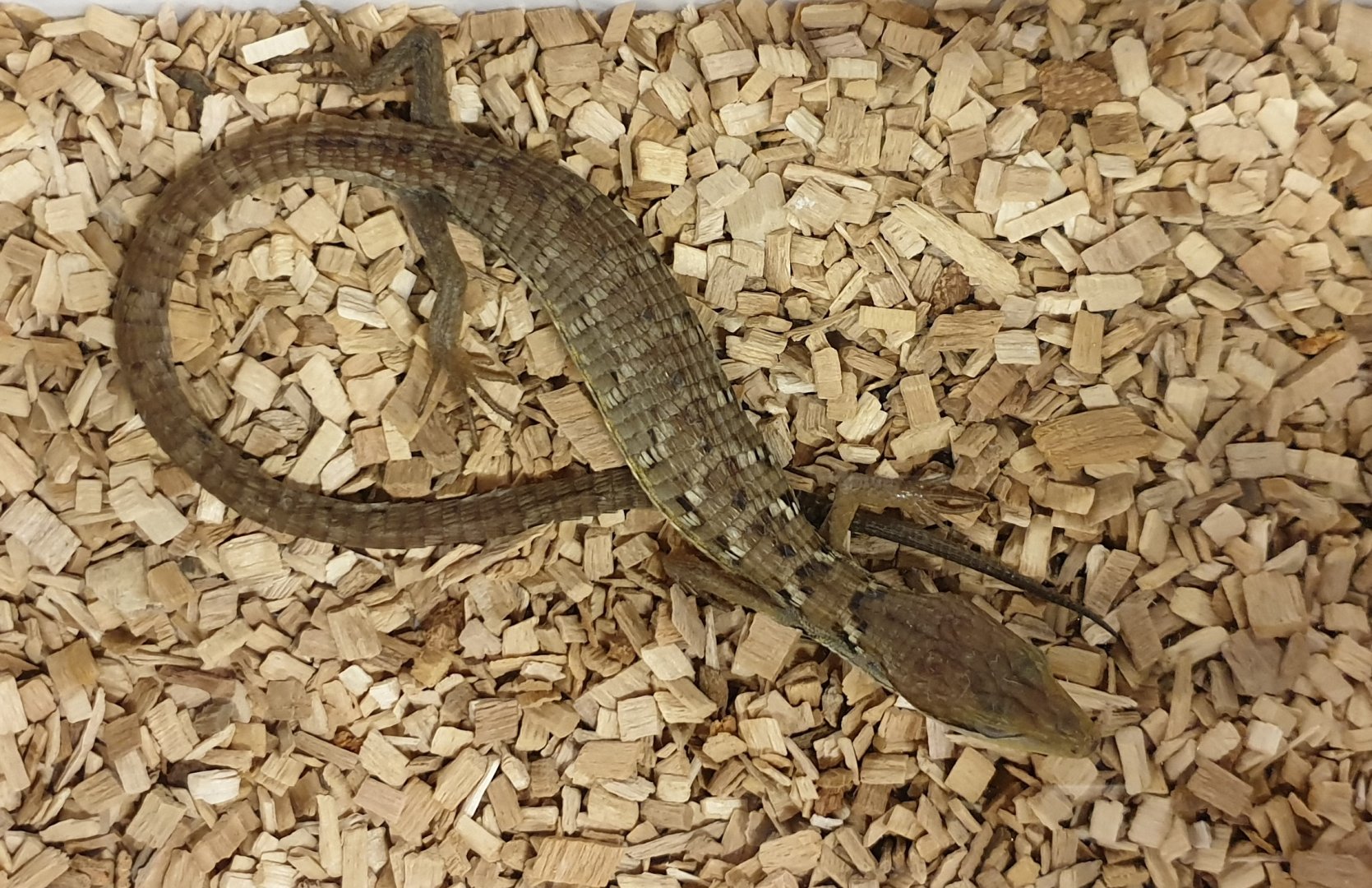 Gerrhonotus liocephalus