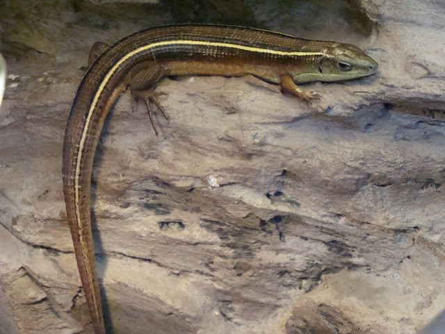 Gerrhosaurus flavigularis