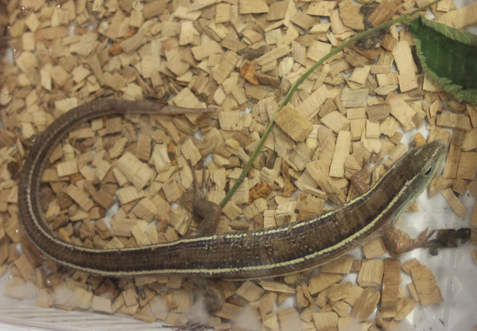 Gerrhosaurus flavigularis