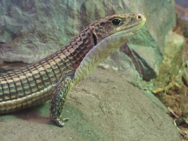 Gerrhosaurus m.major