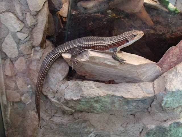 Gerrhosaurus m.major