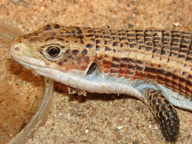 Gerrhosaurus major / Round-nosed plated lizard (imm male), 10-04-2011