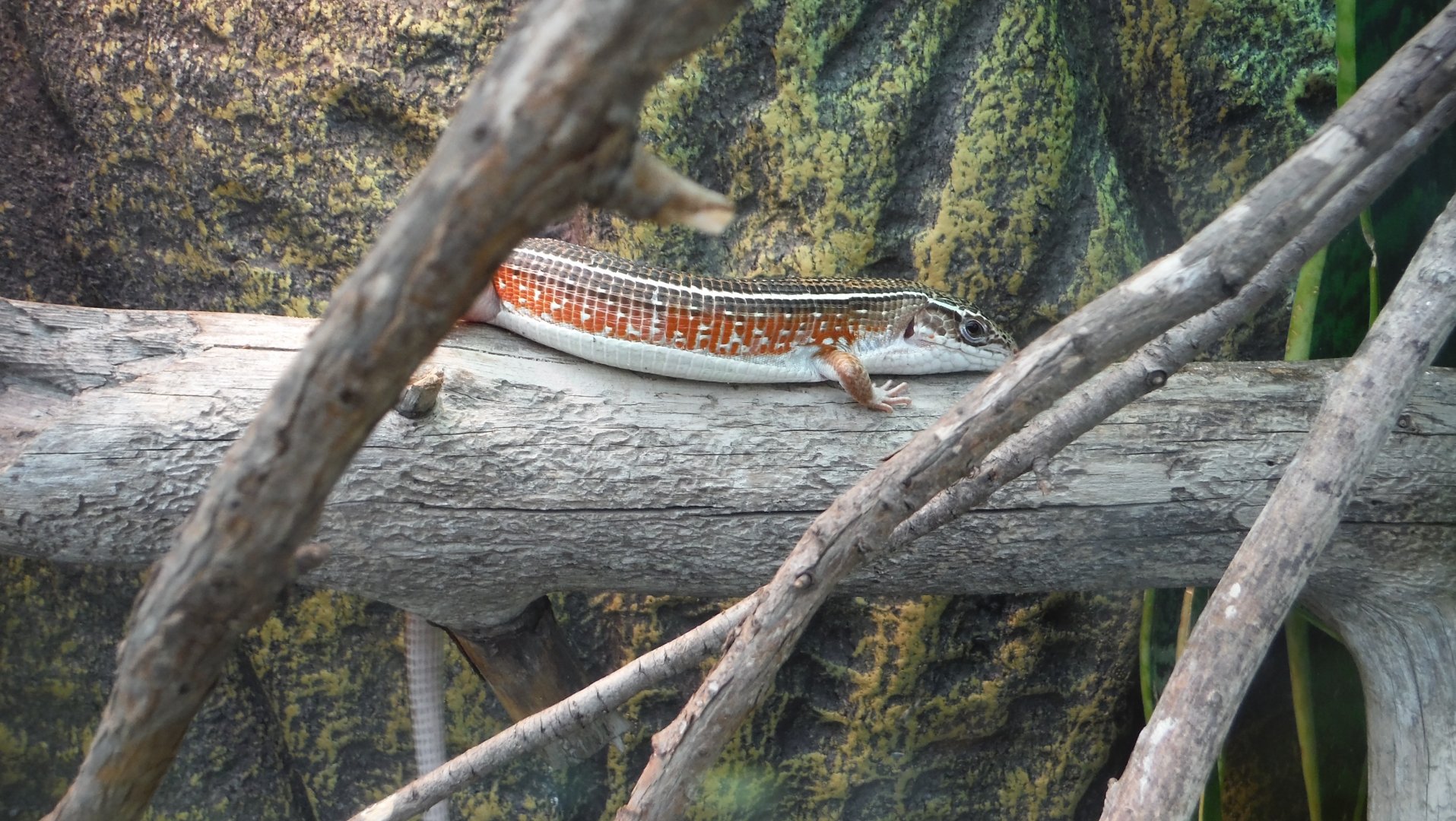 Gerrhosaurus nigrolineatus or G. flavigularis
