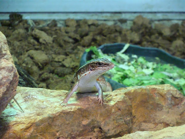 Gerrhosaurus nigrolineatus