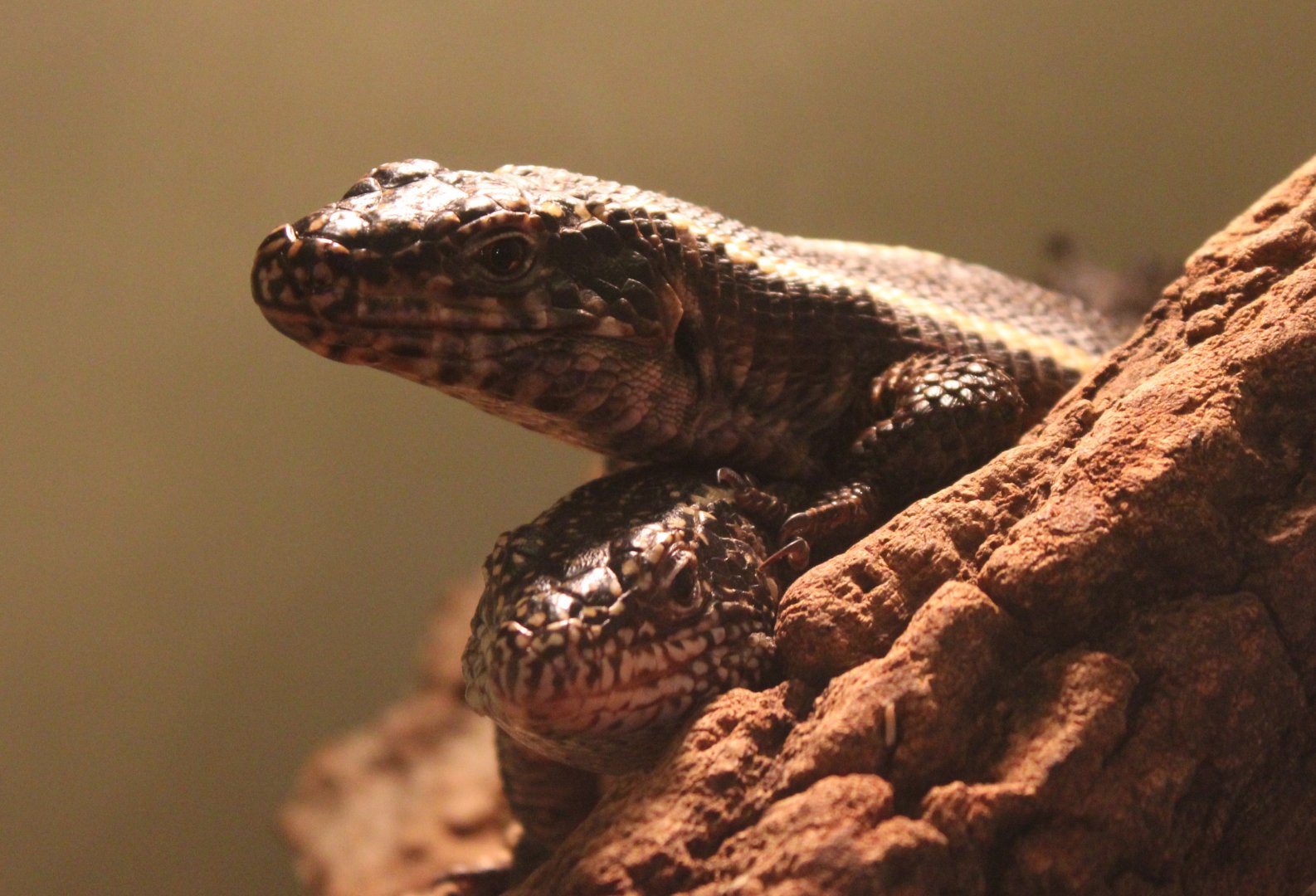 Gerrhosaurus valisus