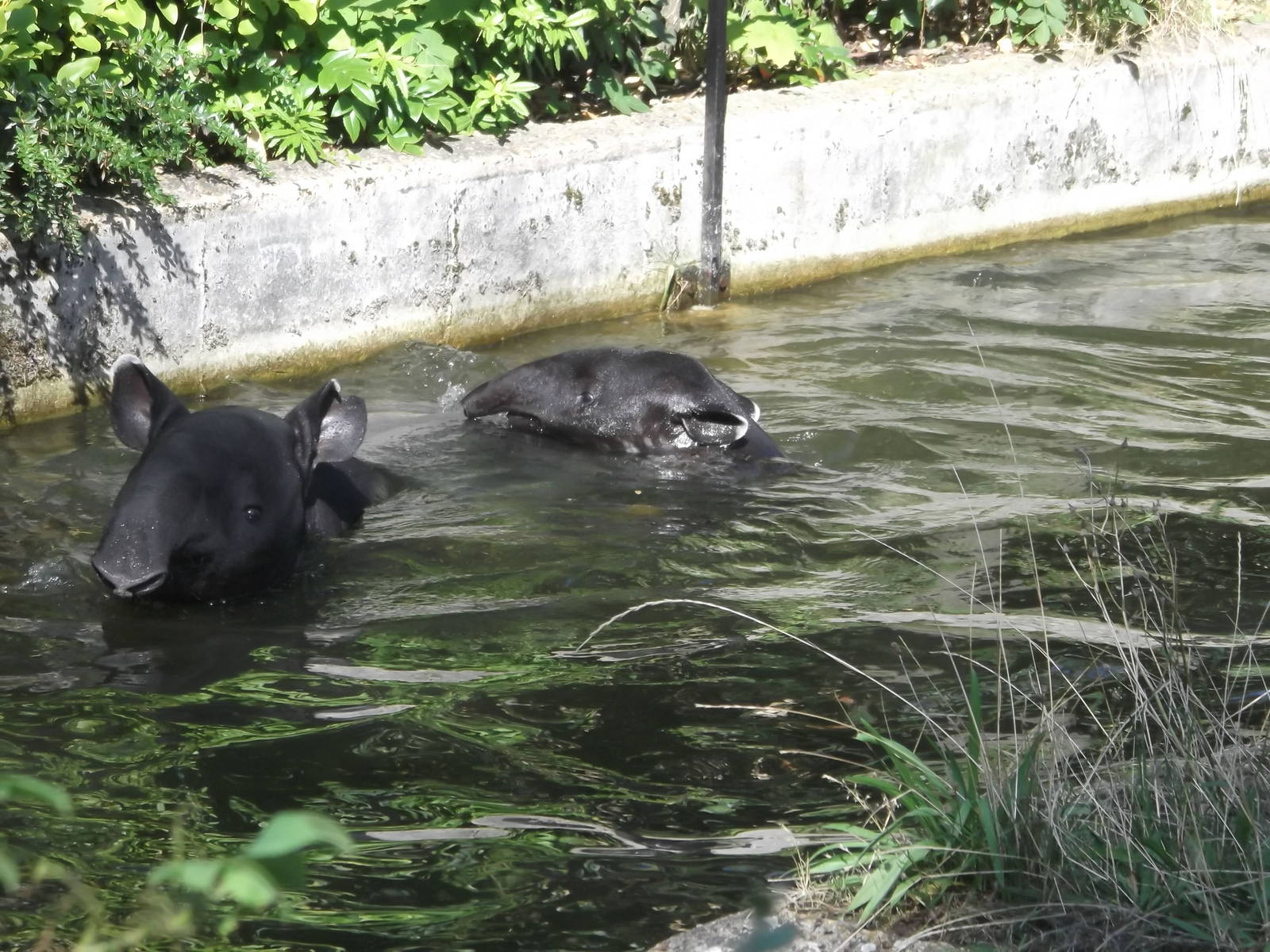 Gertie and Adi Swimming 1