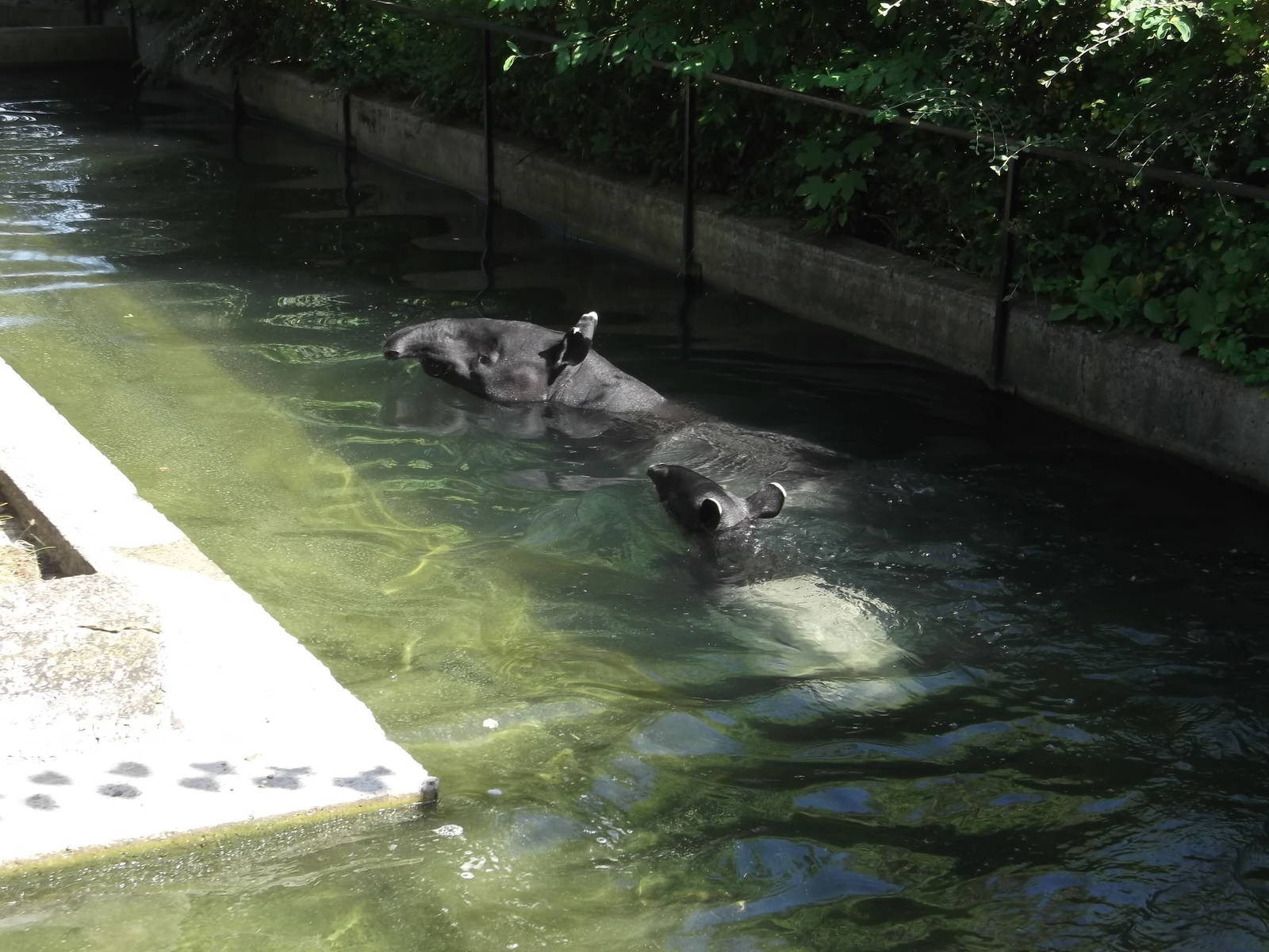 Gertie and Adi Swimming 2