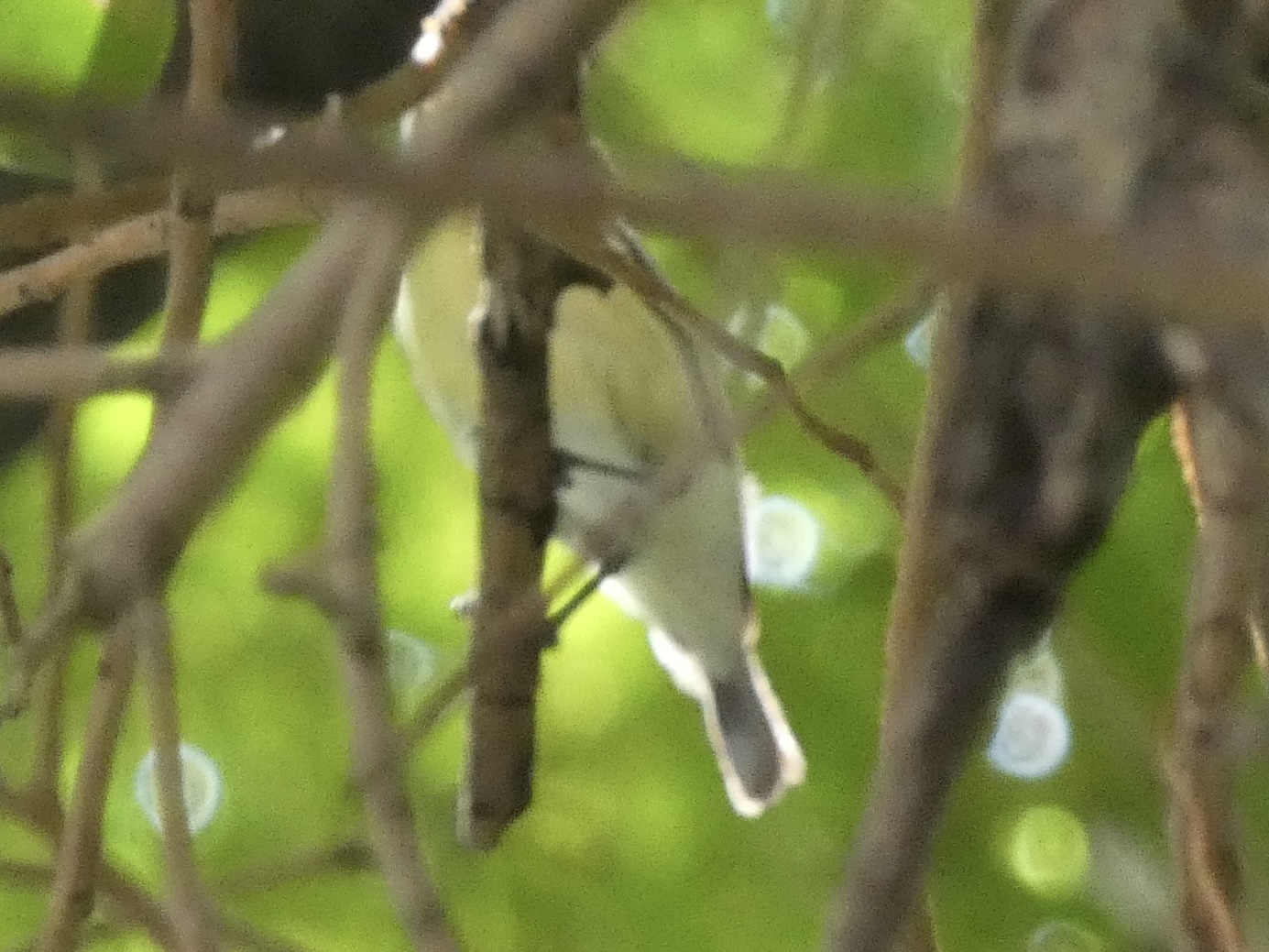 Gerygone or sunbird?