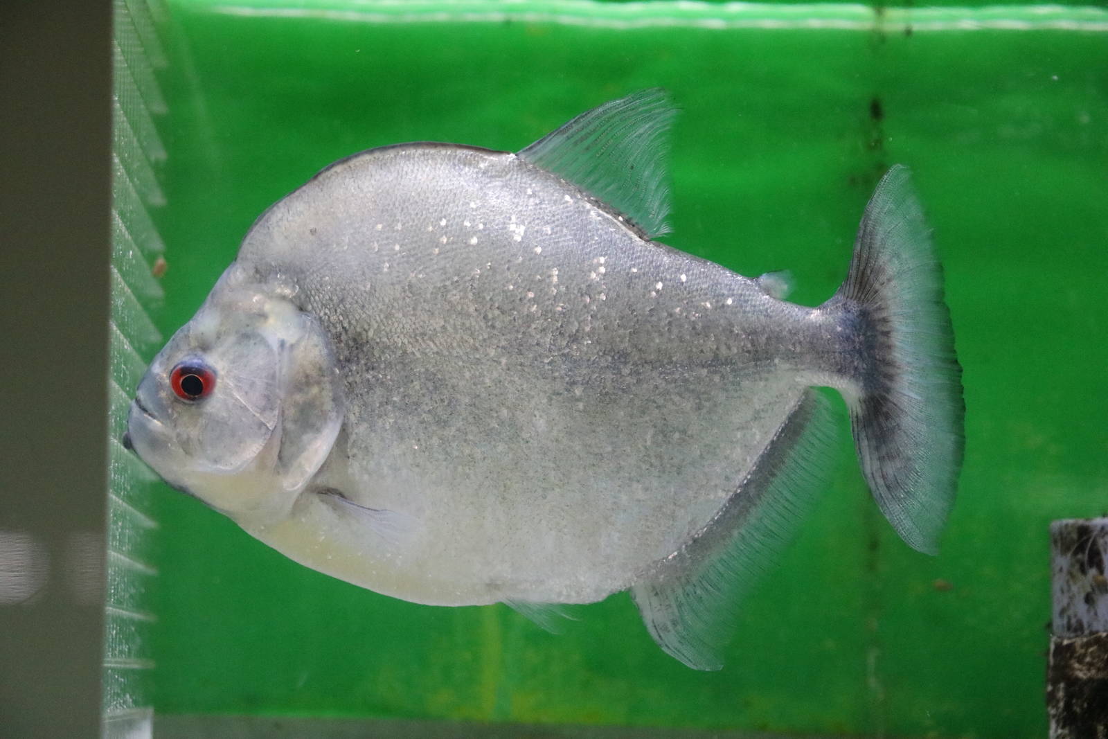Gery's piranha - Tokyo Tower Aquarium, February 2016