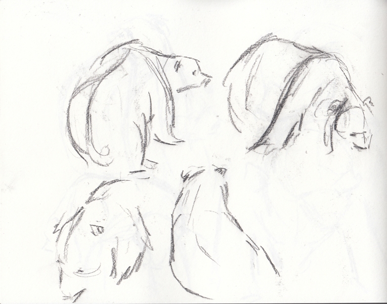 gesture sketching Bears at the wild place.