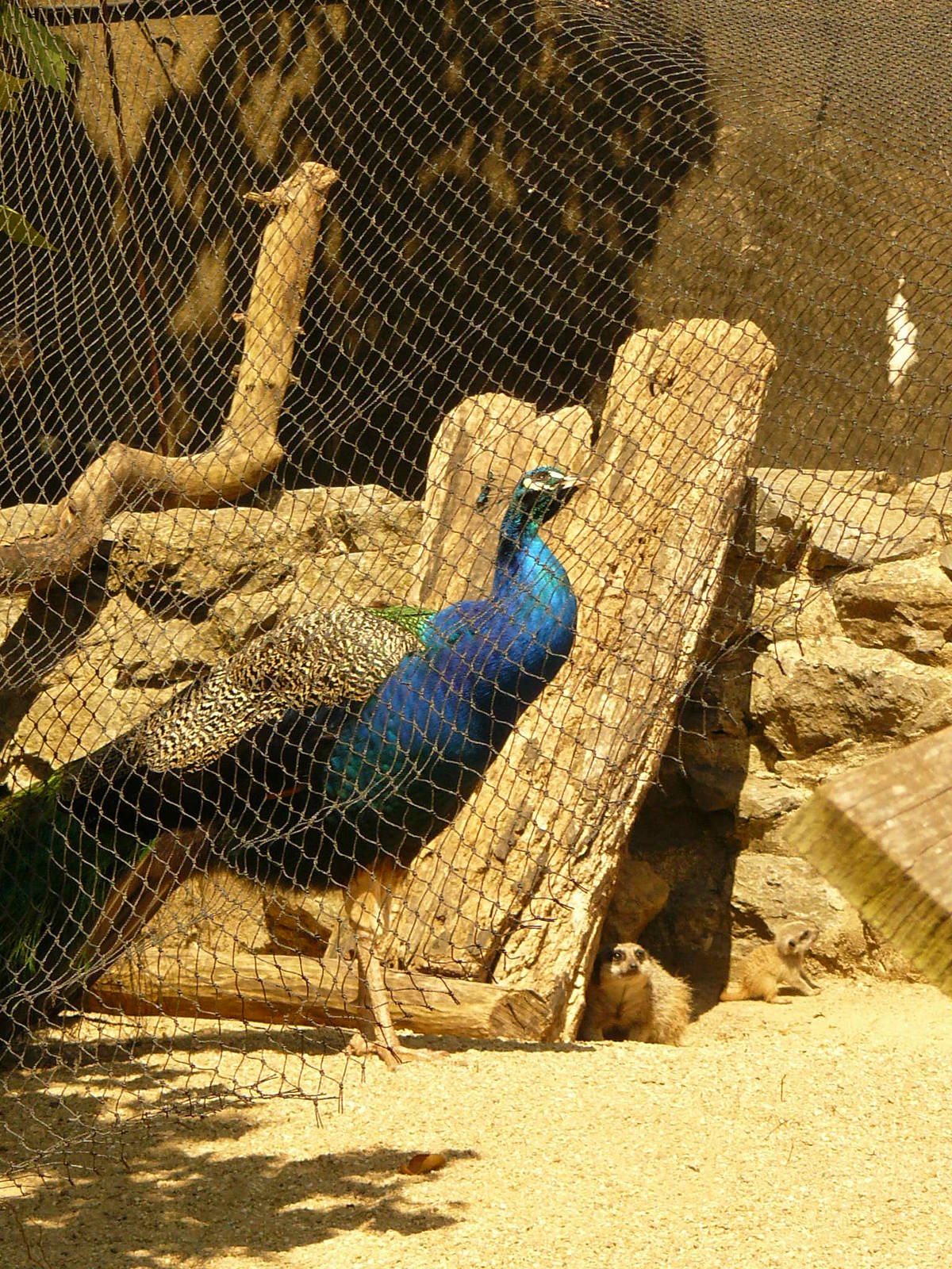 GET OUT OF HERE BIG BIRD!