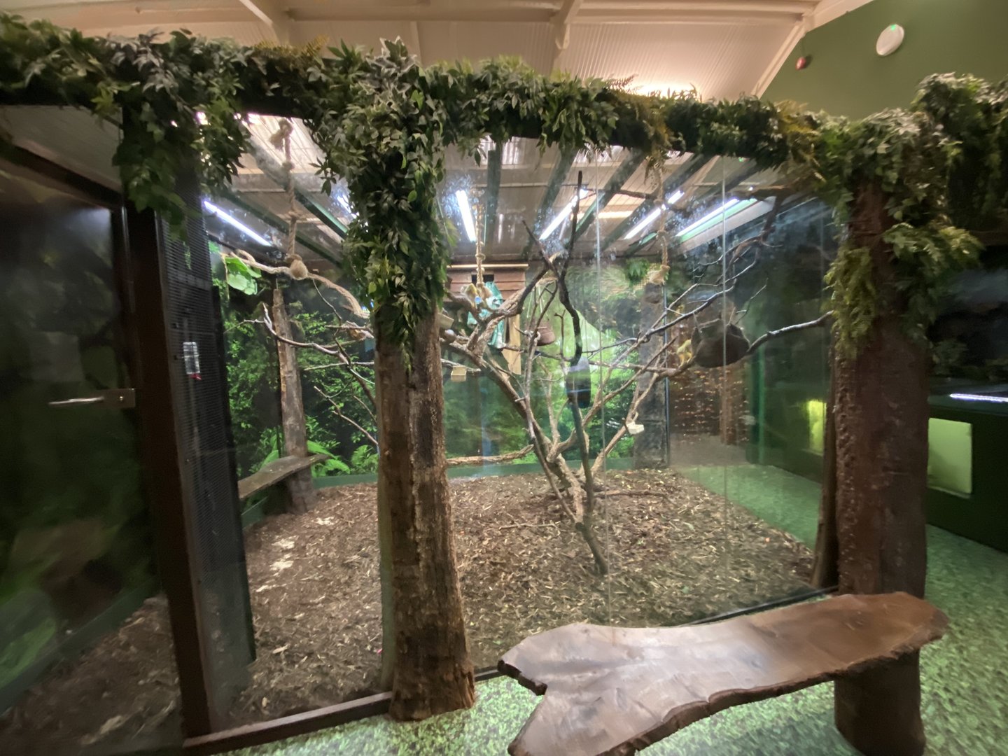 Get to Know Animals - Common squirrel monkey enclosure 190323