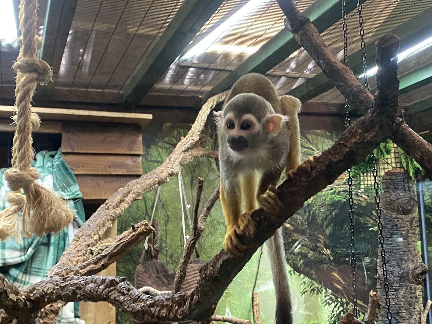 Get to Know Animals - Common squirrel monkey