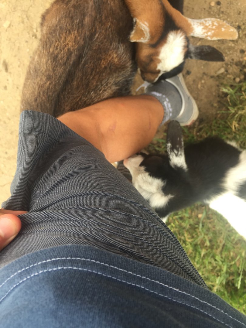 Getting Attacked by Nigerian Dwarf Goats