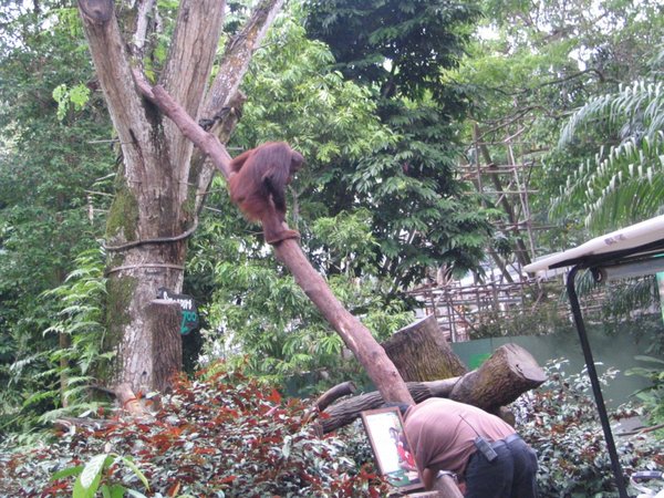 Getting down, Singapore Zoo
