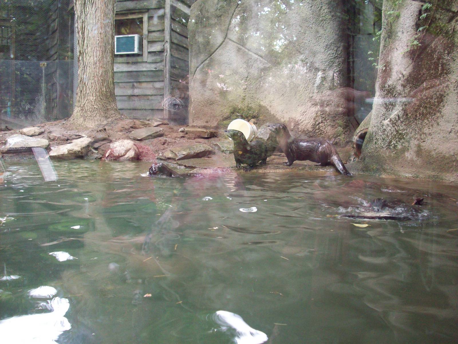 Getting Ice Block Enrichment