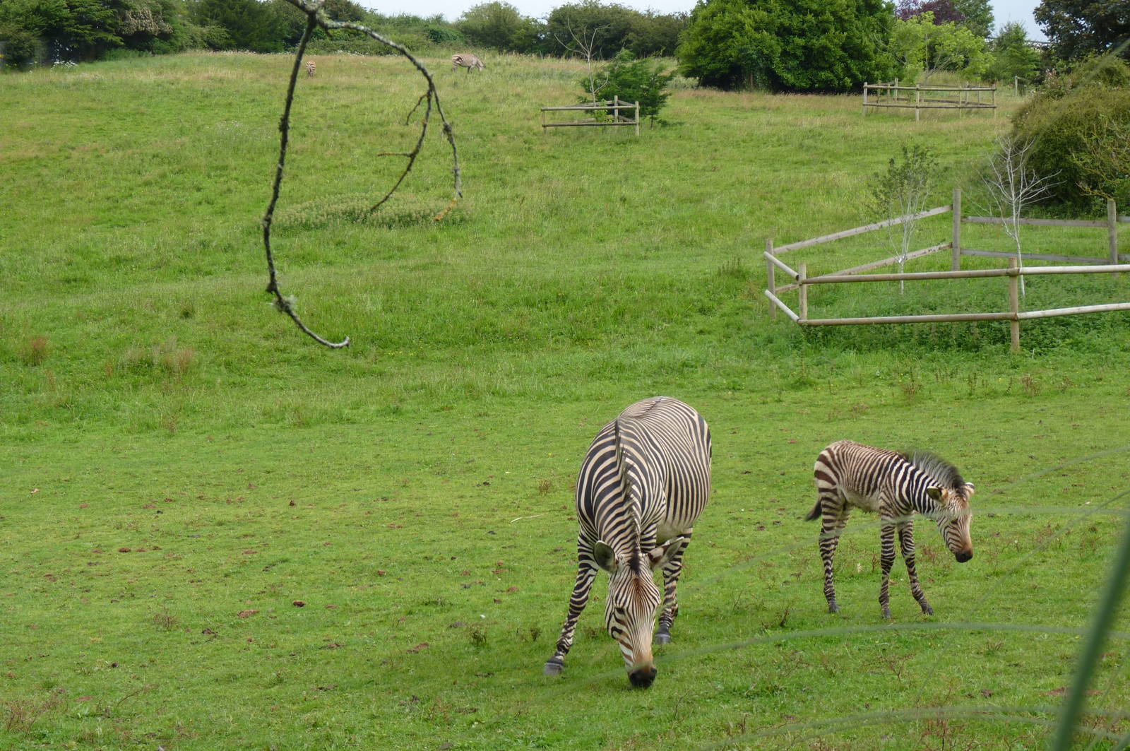 Getting on with the neighbours, zebra-style. 8 August 2012