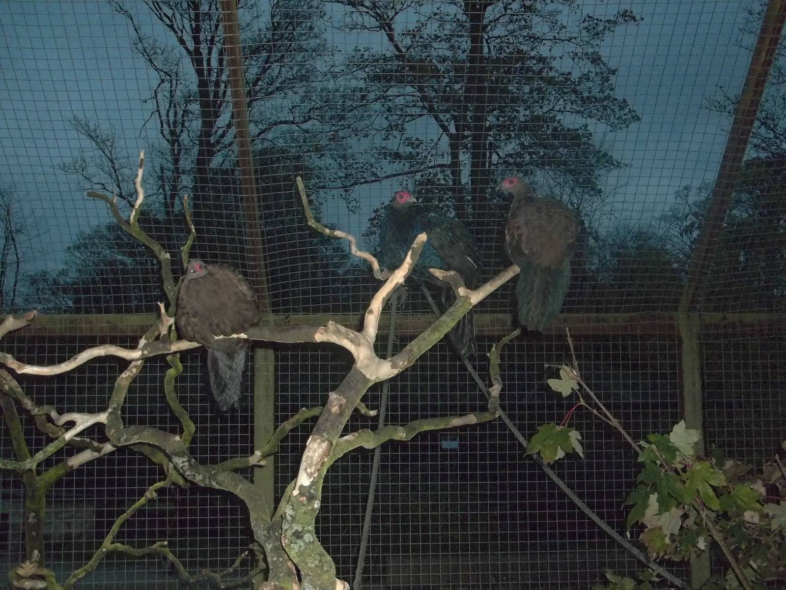 Getting ready to roost, 7th November 2014