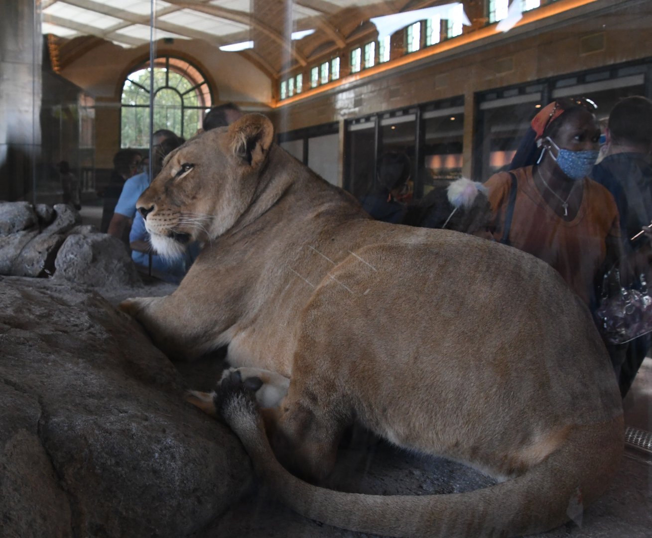 Getting up close to a lioness