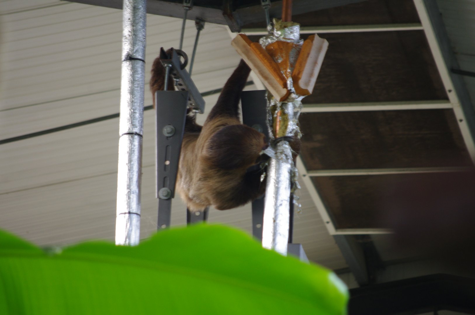 Getting up to no good- Arlo- Linne's Two Toed Sloth- 19/2/2024