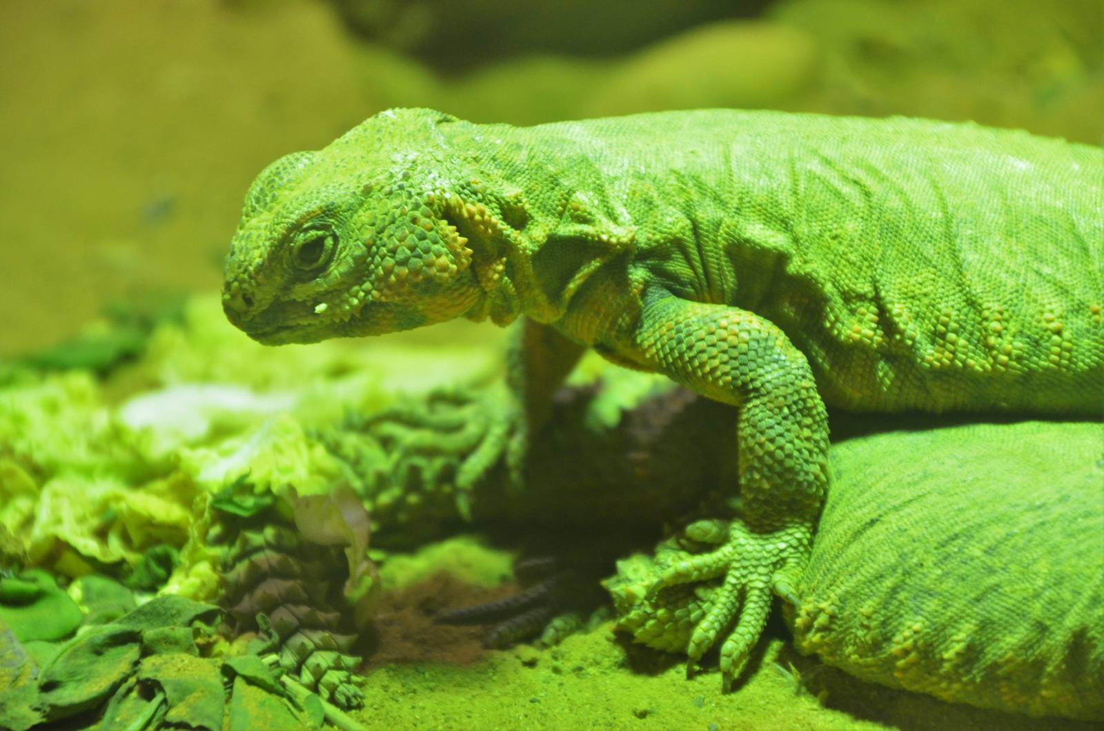 Geyr?s Spiny-tailed Lizard at Colchester, 13/08/16