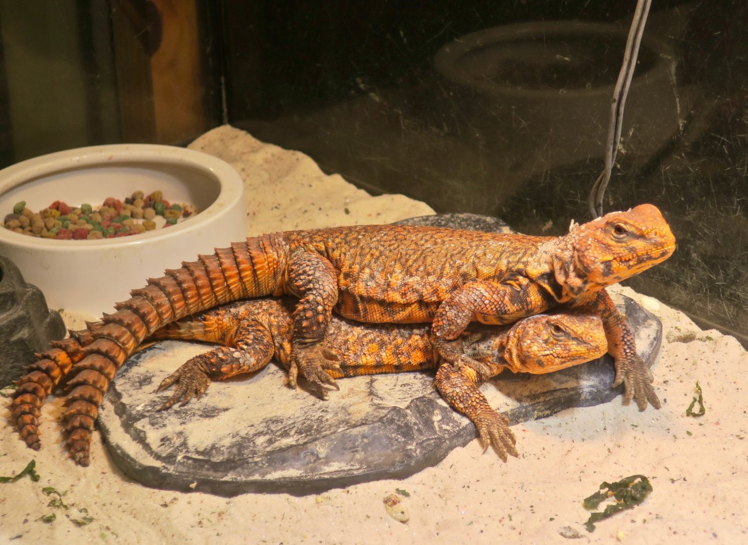 Geyr's Dabb Lizard (Uromastyx geyri)