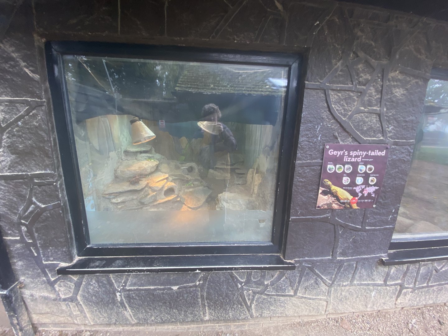 Geyr’s spiney-tailed lizard exhibit